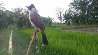 suara burung kutilang tanpa isian || suara alami burungkutilang