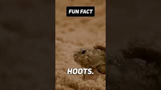 Fun Fact: 🐢🗣️How Can Turtles Speak? #shorts #viral #facts #nature #world