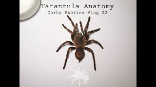 Tarantula Anatomy - Gorby Exotics Vlog 22