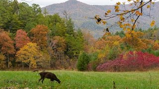 The Private Life Of Deer ~ Amazing Nature