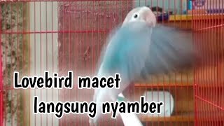 ALTERNATIF RANGSANGAN LOVEBIRD AGAR CEPAT NGEKEK DAN GACOR