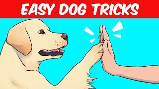 10 Easy Things To Teach Your Dog