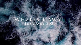 Whales Hawaii: February 2020 Drone Footage