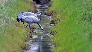 Kraniche im Hakenmoor, Bildershow