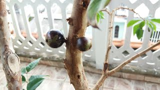 Jabuticabeira frutifica após poda severa de raiz - Pé de jabuticaba