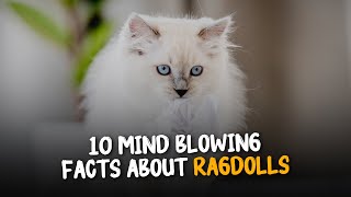 10 Mind Blowing Facts about Ragdolls Facts