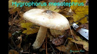 Hygrophorus mesotephrus. Champimaginatis. English Text.