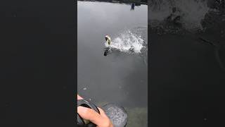 Extreme footage! Pike attack! #fishing #shortfeed #shorts #shortsfeed #short    watch the new video.