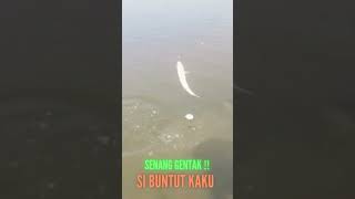 SENANG GENTAK ‼️ SI BUNTUT KAKU