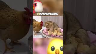 الدجاجة اكو يوم قصرت وياكم #youtubeshorts #السعودية #explore #ترند_السعودية #ترند