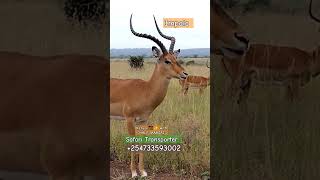 #kenya #wildlife #safari #adventure #trip by #halfmaasai #travel #wild #holiday #antelope #antelopes