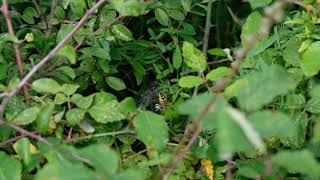 Wasp Spider Snacking Somerset UK