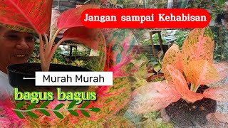 JANGAN SAMPAI KEHABISAN !! promo Aglonema bulan ini Siapa Cepat Dia Dapat