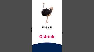 Ostrich meaning in Gujarati - English dictionary