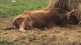 Calf on the way part 1/3 - Cow in labor