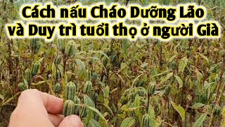 Bài thuốc trị Viêm đại tràng, cách nấu cháo dưỡng lão, trị áp xe, ù tai, tóc bạc sớm. PHAN HẢI Vlog