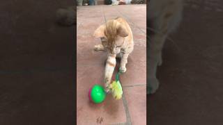 Cat playing #cute #cat #kittty #kitten #catlover #shorts #funny