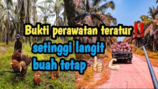 kerja panen‼️rata rata badan jadi sehat kuat (nikmat)💪🏻👍🏻#sawit #buahsuper #video #viral #trending