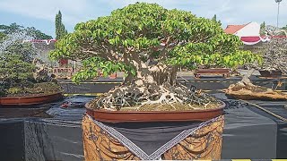 predikat Bonsai di Pamnas 'RUBI' Cabang Pasuruan