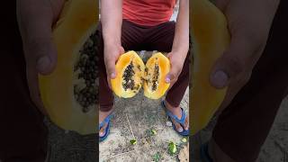 Papaya Fruit Lover | #shortvideo | #shorts | #foodynaveen | Foody Naveen