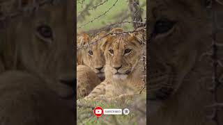 Lion Cubs Resting