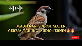 MASTERAN BURUNG SOGON MATERI GEREJA TARUNG AUDIO JERNIH🔥🔥#masteranburung #sogon #gerejatarung