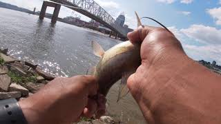 fishing with liver part2 on the ohio river 6-13-21