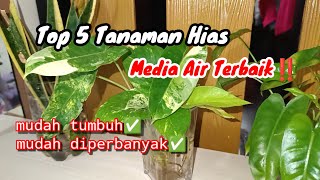 5 Jenis Tanaman Hias Media Air terbaik‼️Paling mudah tumbuh