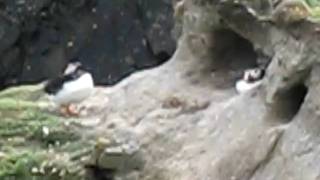 Puffins at Sumburgh on Shetlands