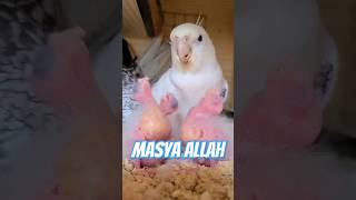 burung falk meloloh anak2 nya, sungguh pemandangan yg indah