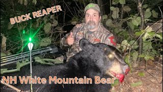 Black Bear in the NH White Mountains - Buck Reaper