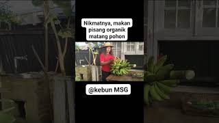 Nikmatnya Makan Pisang Organik Matang Pohon!! #viralkan #pisang #viralvideo #kebun #pisangorganik