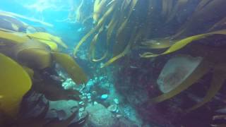 Swim through the Kelp forest surrounding Goose Rock in Newquay