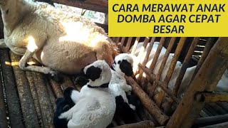 CARA MERAWAT ANAK KAMBING AGAR CEPAT BESAR || pakan kambing