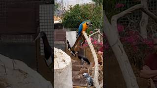 Cocodrilo parque Gran Canaria #shortvideo #animals #birds