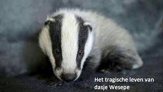 Het tragische leven van dasje Wesepe