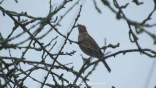 Song Thrush 13th December 2016