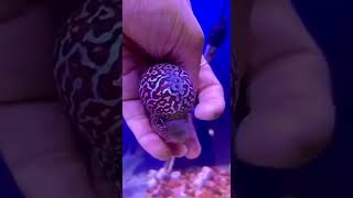 flowerhorn#shorts #youtubeshorts