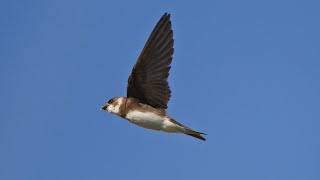 Die Uferschwalbe #vogelgesang #birds #vogel