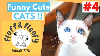 Cat CATCHES HUGE FISH & Cat says HELLO & Cat talks to a bird! #shorts