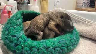 Yellow-bellied Marmot Pups - A Compilation - August 2024