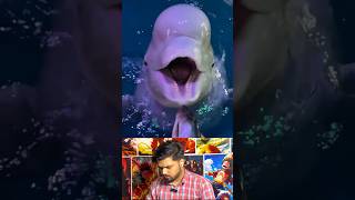 Dolphin eating ice | #shorts