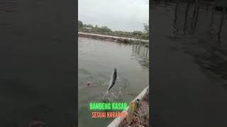 BANDENG KASAR ‼️ SESUAI HARAPAN