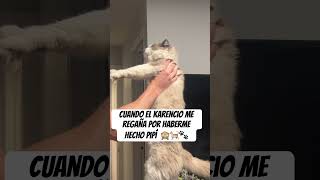 Cuando el Karencio me regaña por haberme hecho pipí 🙈🐾🧡🐈 #gatitos #viralvideo #cute