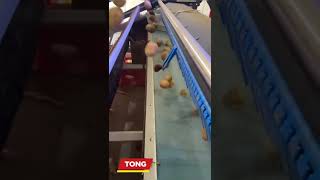 Potato Optical Sorting in Tong Caretaker with TOMRA 3A optical sorter | Tong Engineering