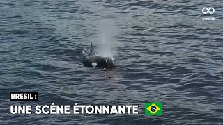 Un groupe d'orques aperçu au large des côtes brésiliennes