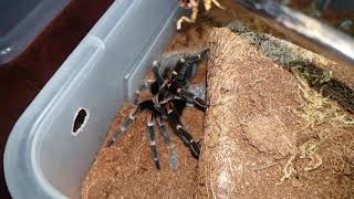 Tarantula Feeding Video 091 - Brachypelma auratum (SLOW MO)