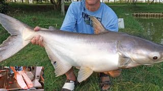 Nice Cutting Style | Big Pangas Fish Cutting By Expert Fish Cutter | India Fish Market | Cutting