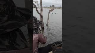 peixe fez a varinha beber água na pescaria #pescando