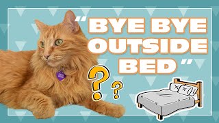 Bye Bye Outside Bed  | Justin Bieber the Cat